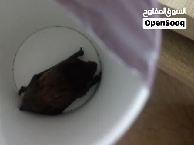 خفاش للبيع