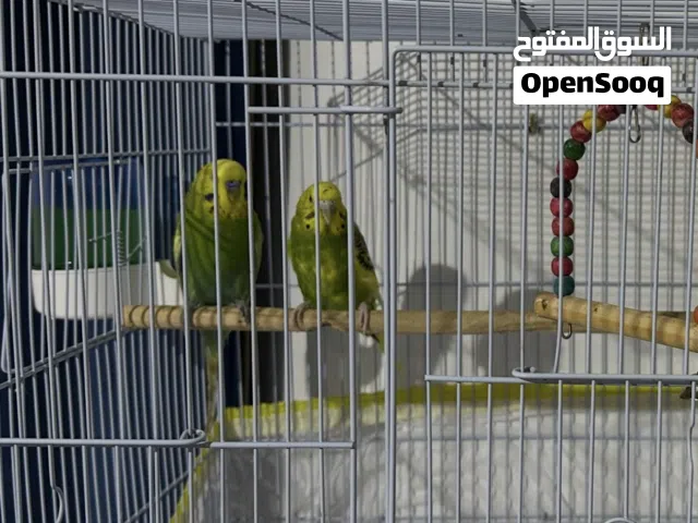زوج هولندي ذكر وأنثى 25 دينار نهائي مع قفص كبير