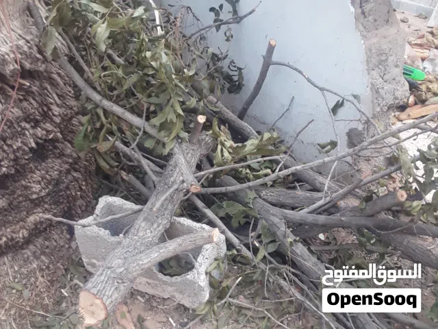 حطب الوزطرابلس السبعه