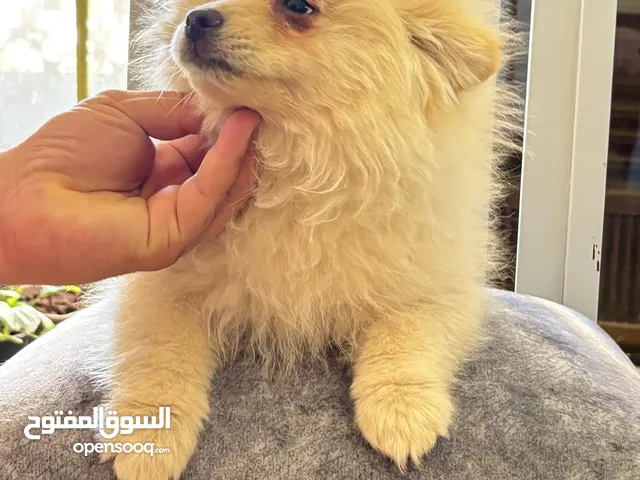 بوميرانيان جرو ذكر 3شهور