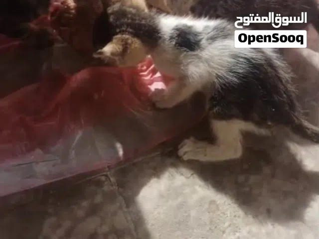 قطتين اخوات للتبني عمرهم 3 شهور نظاف جدا محتاج حد يكون كويس وياخدهم