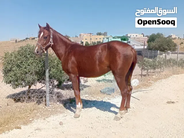 بسم الله الرحمن الرحيم للبيع فرس