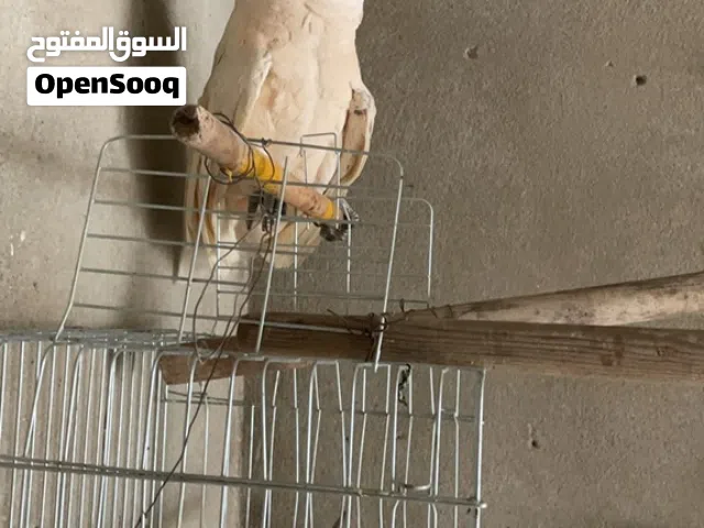 ببغاء كوكاتو موليكان ريش كامل لعوب عمر 6سنوات طير يحب اللعب والرقص الله يبارك لصاحب النصيب