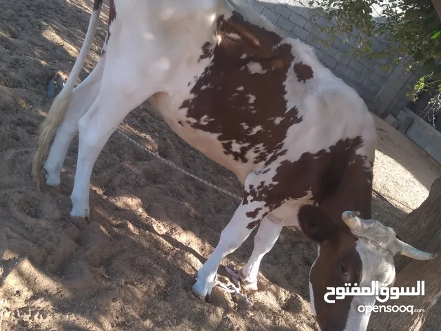 طروقه المانيه سلالة حليب للبيع