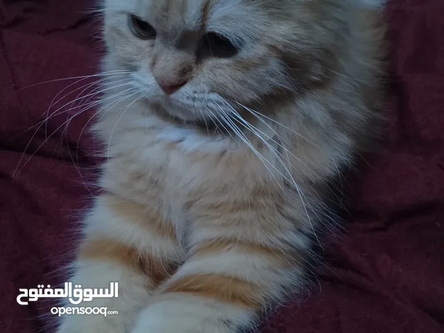 قطه شيرازي للبيع 90 وبي مجال وأي استفسار اني بخدمتكم