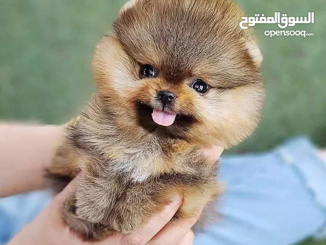 Adorable Tea Cup Pomeranian Puppies Ready for new home