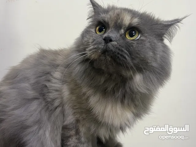 قطة للتبني