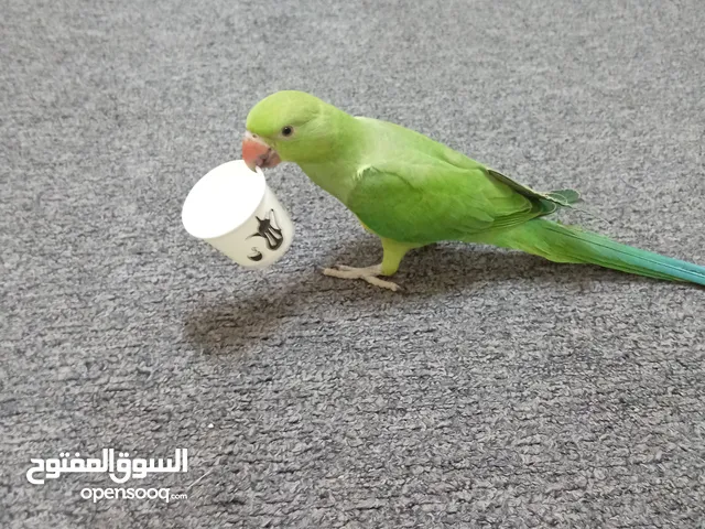 ببغاء دره زق يدوي عمر اربع شهور