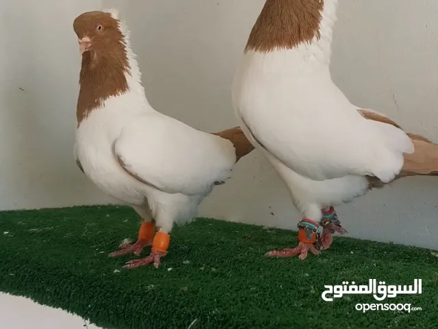 جوز ارباشات صفر نخب اول