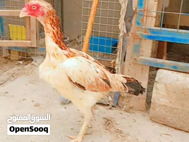 دجاجه هراتيه بياضه  من رس معروف