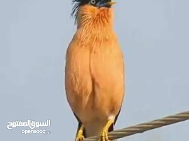 الحمدلله