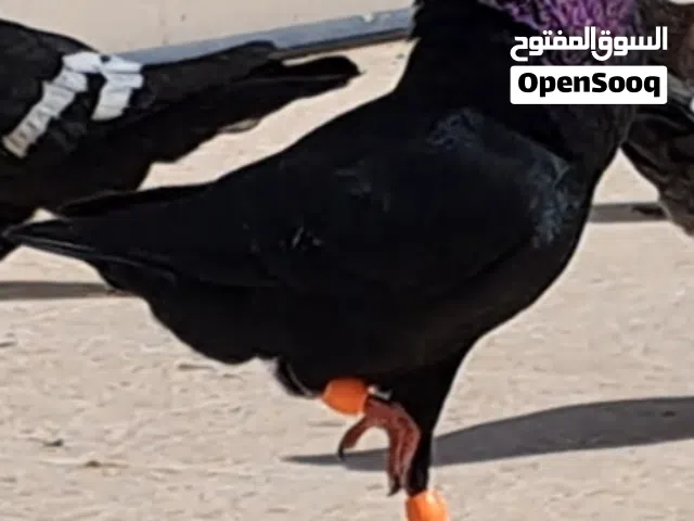 اسود ابن كشامرة مش مكروش ويهودي أصفر طير حمام