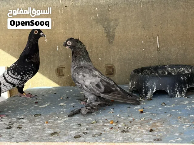 متاح دكر اوزبك للبيع