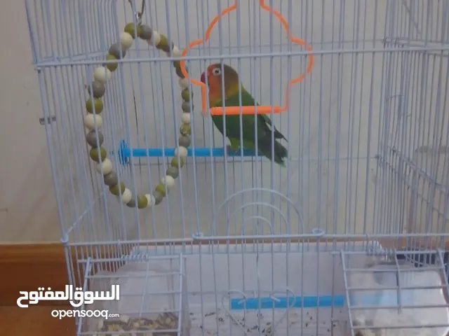 عبدالعزيز طيرا290