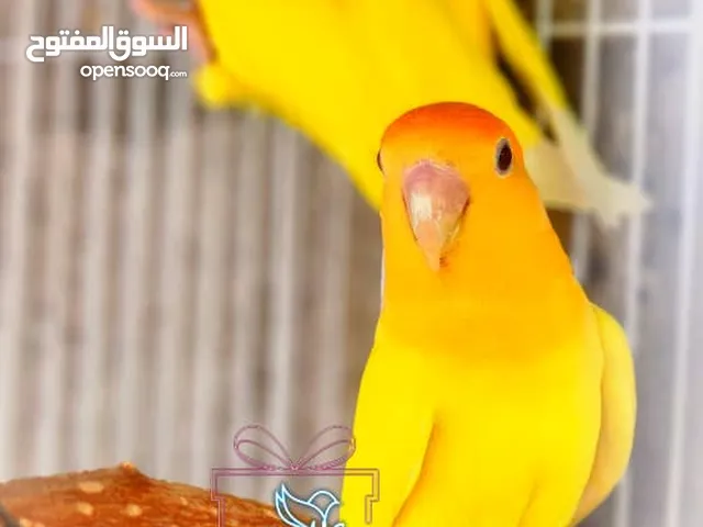 زوج روز اوبلاين اورنج