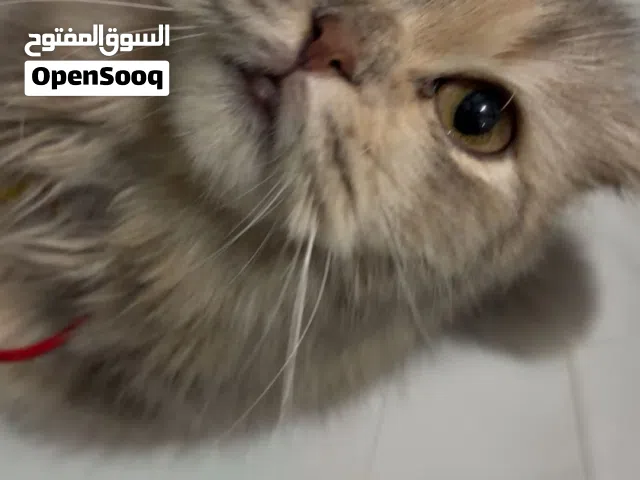 Cat around 10 months to 11 months