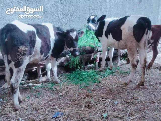 عجلة عزبة تمشي  لحم لسه لبانى مجرحتش