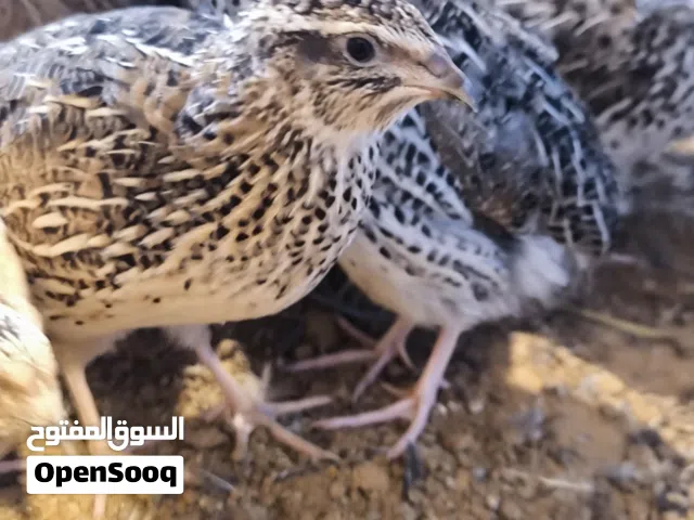دكور سمان للبيع العمر 3 شهور