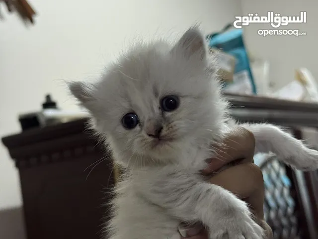 4 persian kittens available