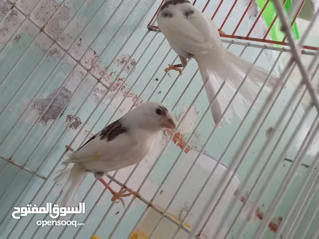 اقرى الوصف
