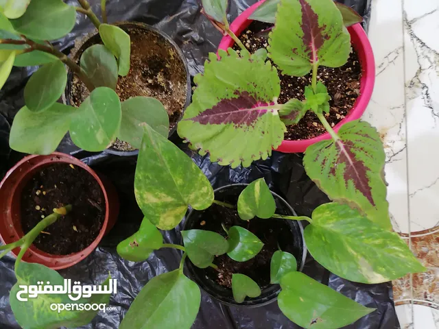 نباتات داخلية ظلية منقية للهواء بصحة جيدة سعر القطعة الواحدة بالفين .ليريد يراسلني اهنا على البرنامج