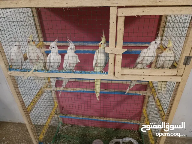 كوكتيل 3 ازواج وتك