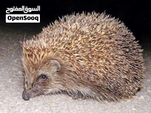 قنفذ للبيع بسعر مغري سعر 3 دنانير الموقع المفرق السرحان بضبط سما السرحان