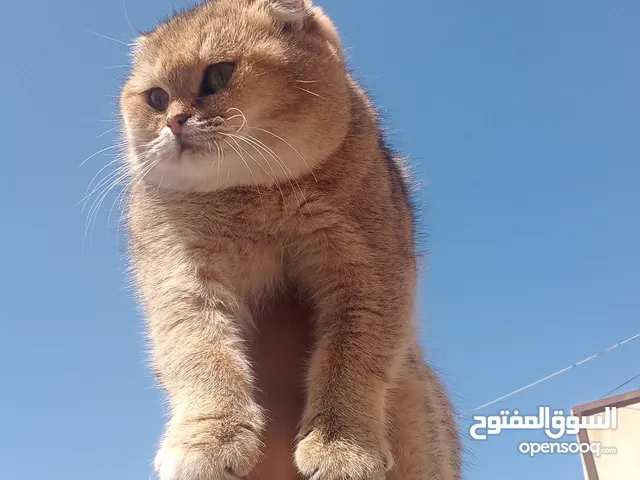 3قطط سكوتش فولد