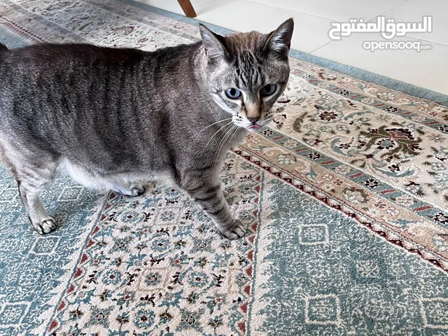 قط مجاني للتبني