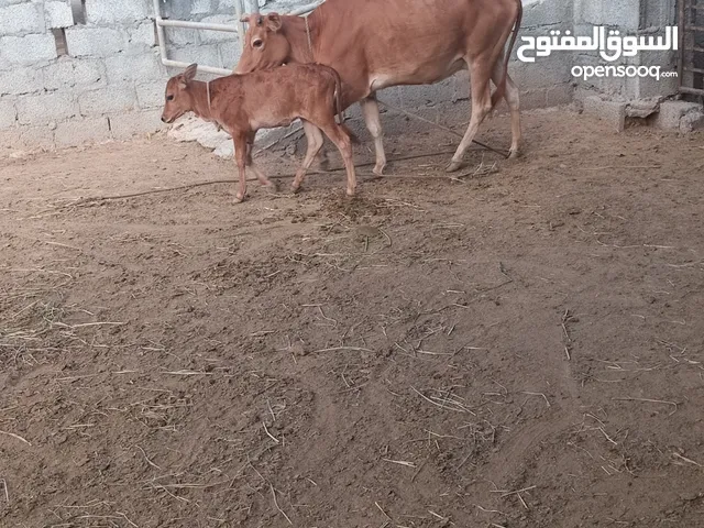 بقرا مع ولد   عمانيه