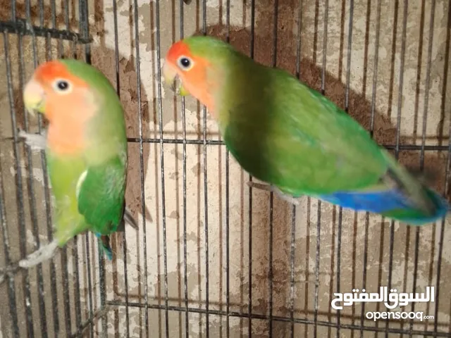 روز شغلات اربع جواز للبيع