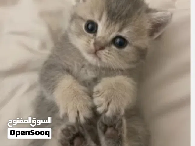 مطلوب قطوسة انثى للتبني ببلاش