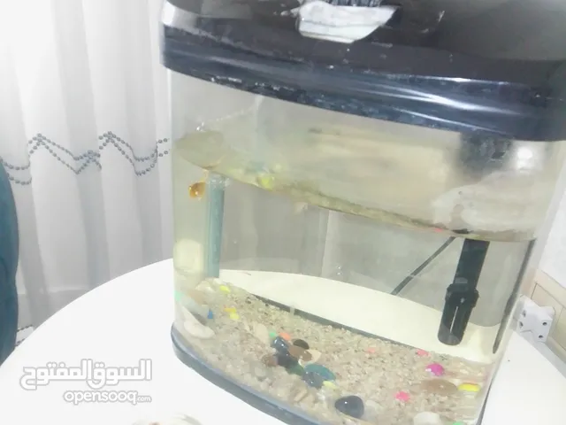 حوض سمك فلتر شغال 30*30*7 مع سمكتين للبيع او البدل
