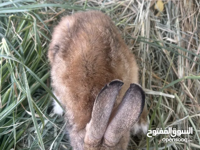 أرنب التربية