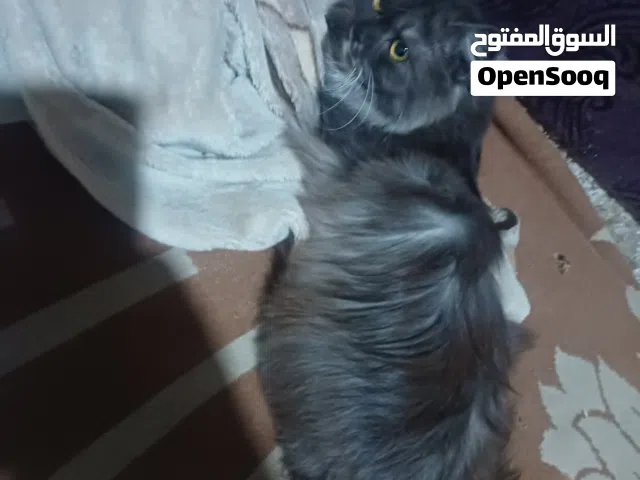 قطه شيرازي للبيع