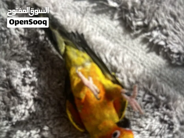 بغبغاء صن كنتور