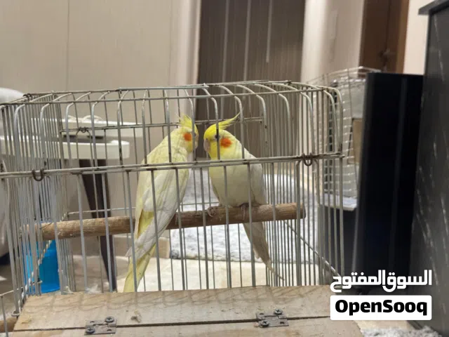 جوز كوكتيل بلاتينيوم اصفر الذكر نار زي مموجود بلفيديو شغال ميه الميه عين حمرا