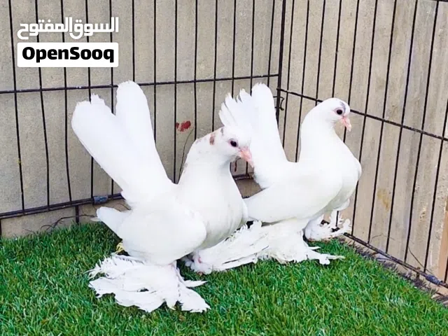 ربي يبارك إنتاج روسي خوت العيش سعرهم 350