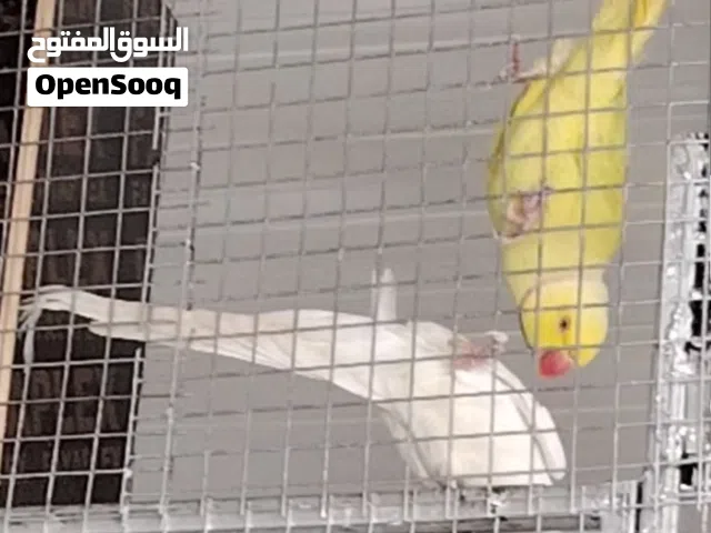 بغبغاء درة ملونة