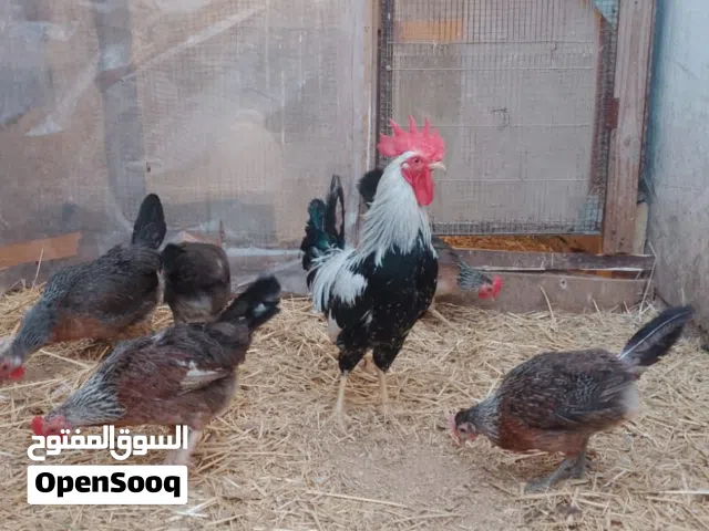 ديج وخمس دجاجات دندراوي تمري خط اول