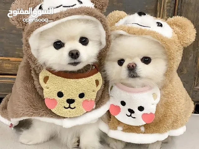 lovely Pomeranian puppies