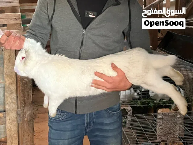 بيع جمله 32طرف مشكلات