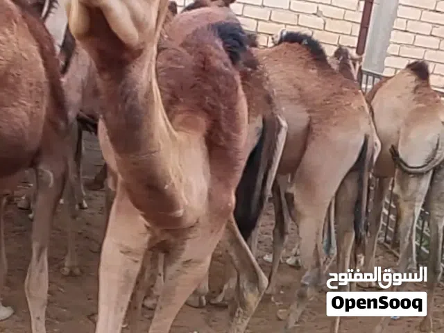 20حوار للبيع