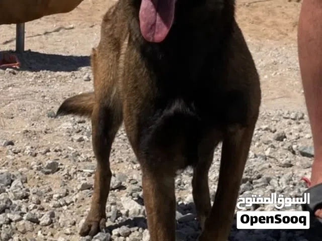 مالينوا انثي