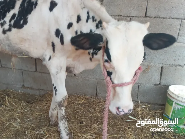 عجل نوعية استرالي خشن ياكل براسة صاحي ونضيف