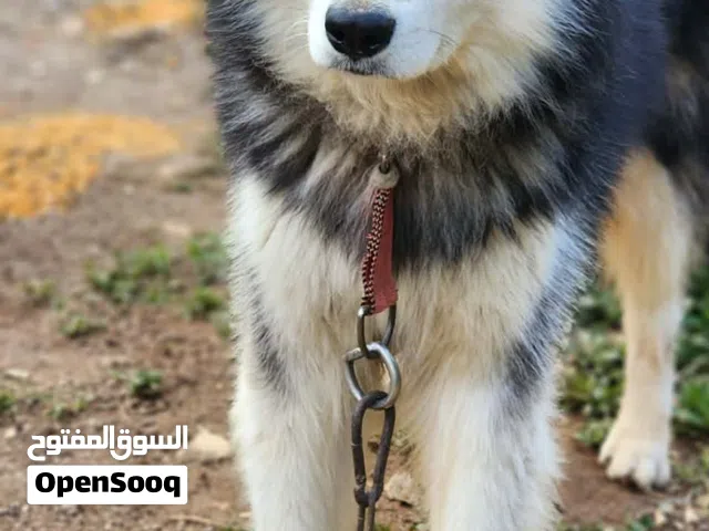 كلب هاسكي ذكر