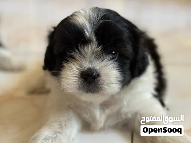 free adoption