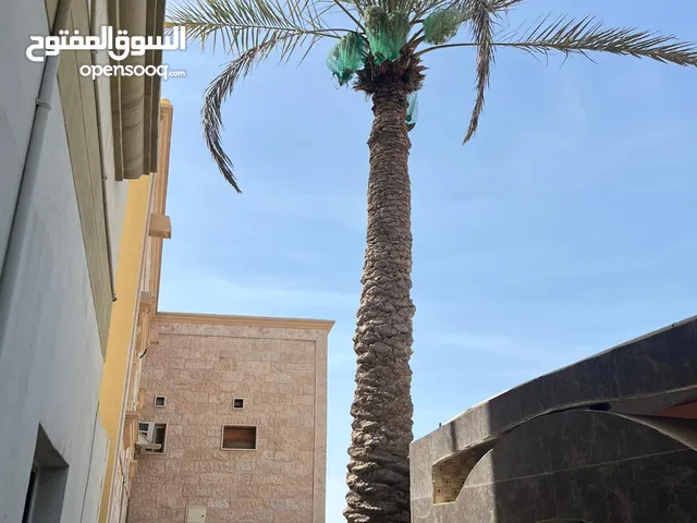 Tress nakheel