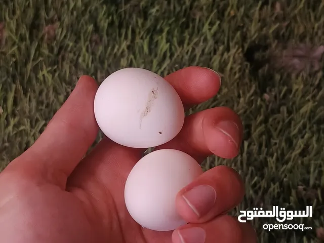 طقم محلق شغال 100%