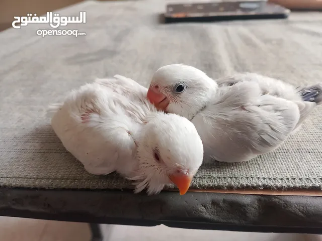 فرخين روز اقبل البدل